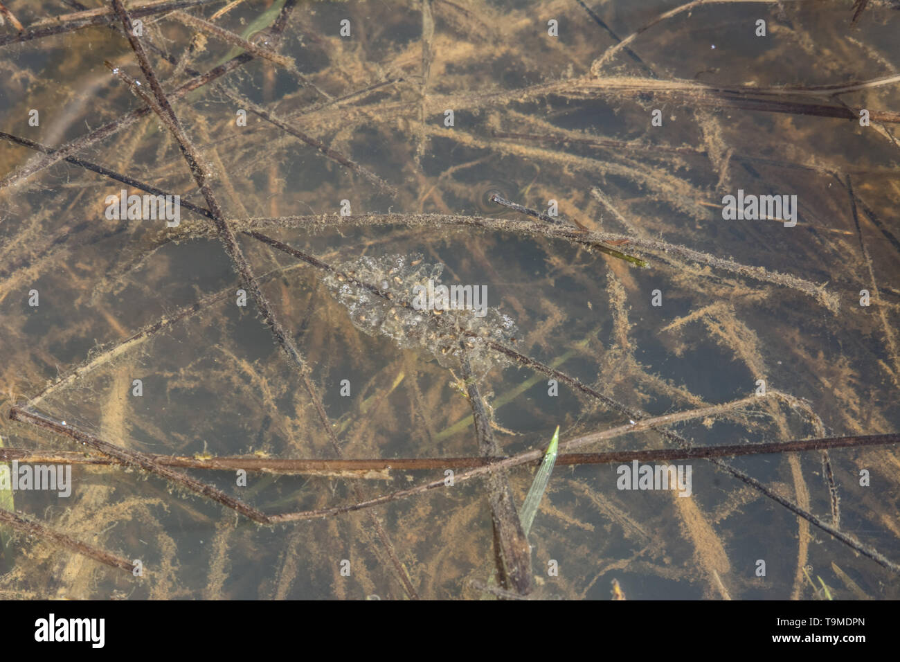 Egg mass of the Boreal Chorus Frog (Pseudacris maculata) from Jefferson