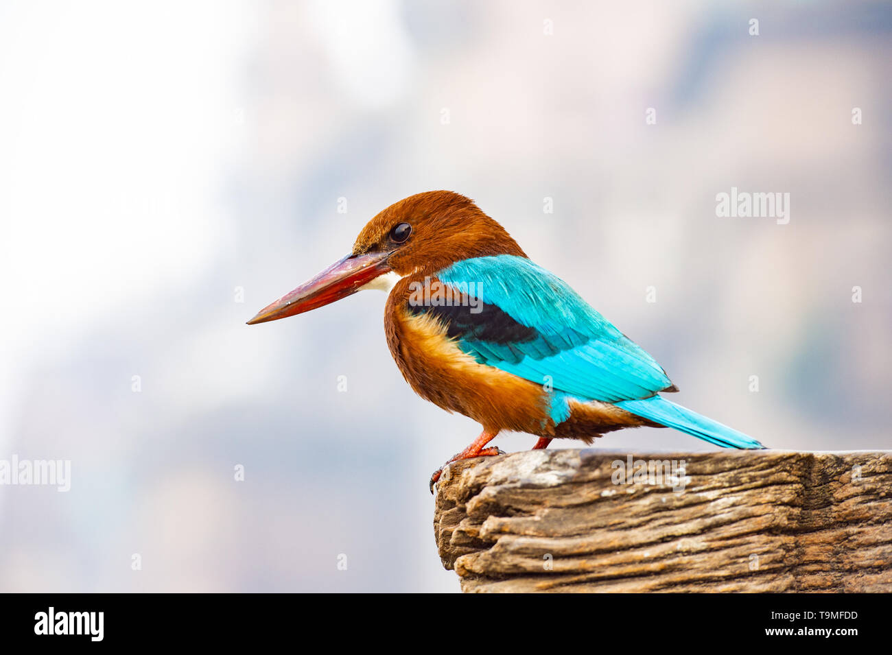 Long pointed beak hi-res stock photography and images - Alamy