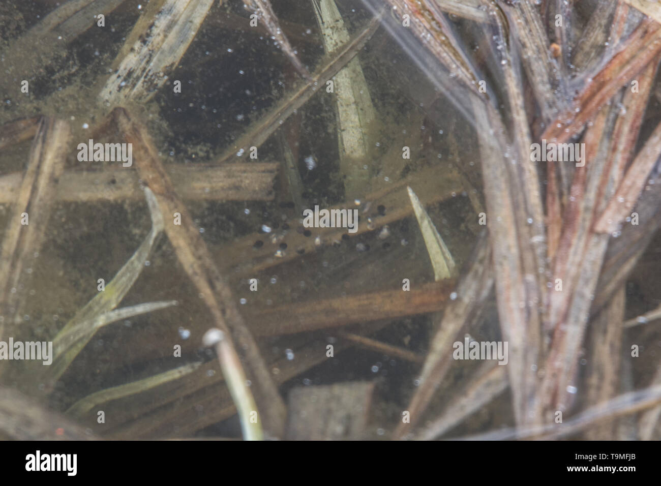 Egg mass of the Boreal Chorus Frog (Pseudacris maculata) from Jefferson