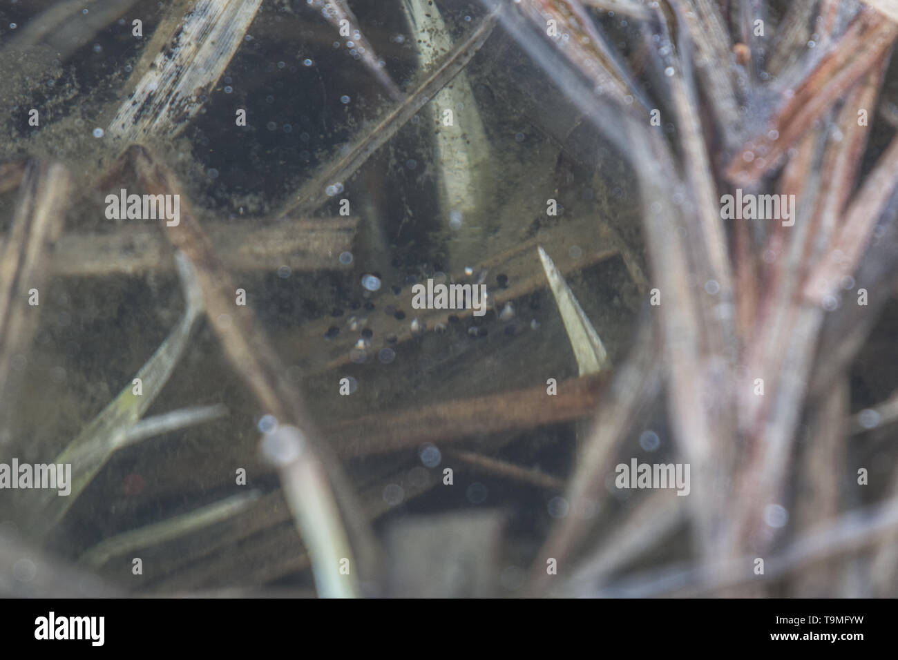 Egg mass of the Boreal Chorus Frog (Pseudacris maculata) from Jefferson