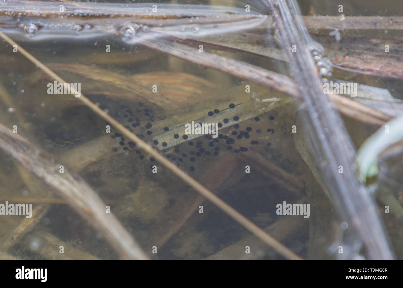 Egg mass hires stock photography and images Alamy