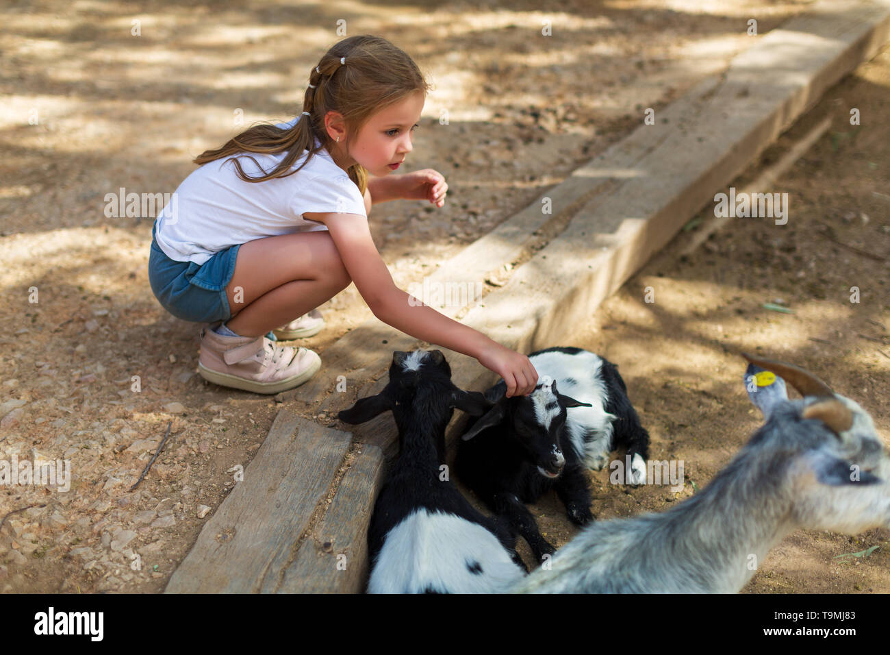 adorable little girl with little goats at the zoo Stock Photo Alamy