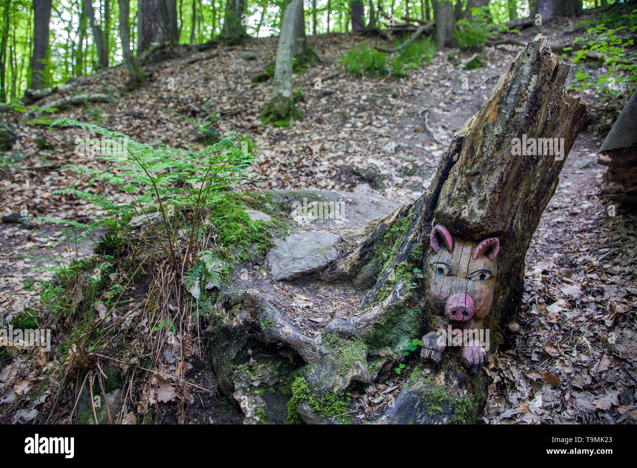 Carved face of a pig in a tree stump, Steckeschlääfer-Klamm, Binger forest, Bingen on the Rhine, Rhineland-Palatinate, Germany Stock Photo