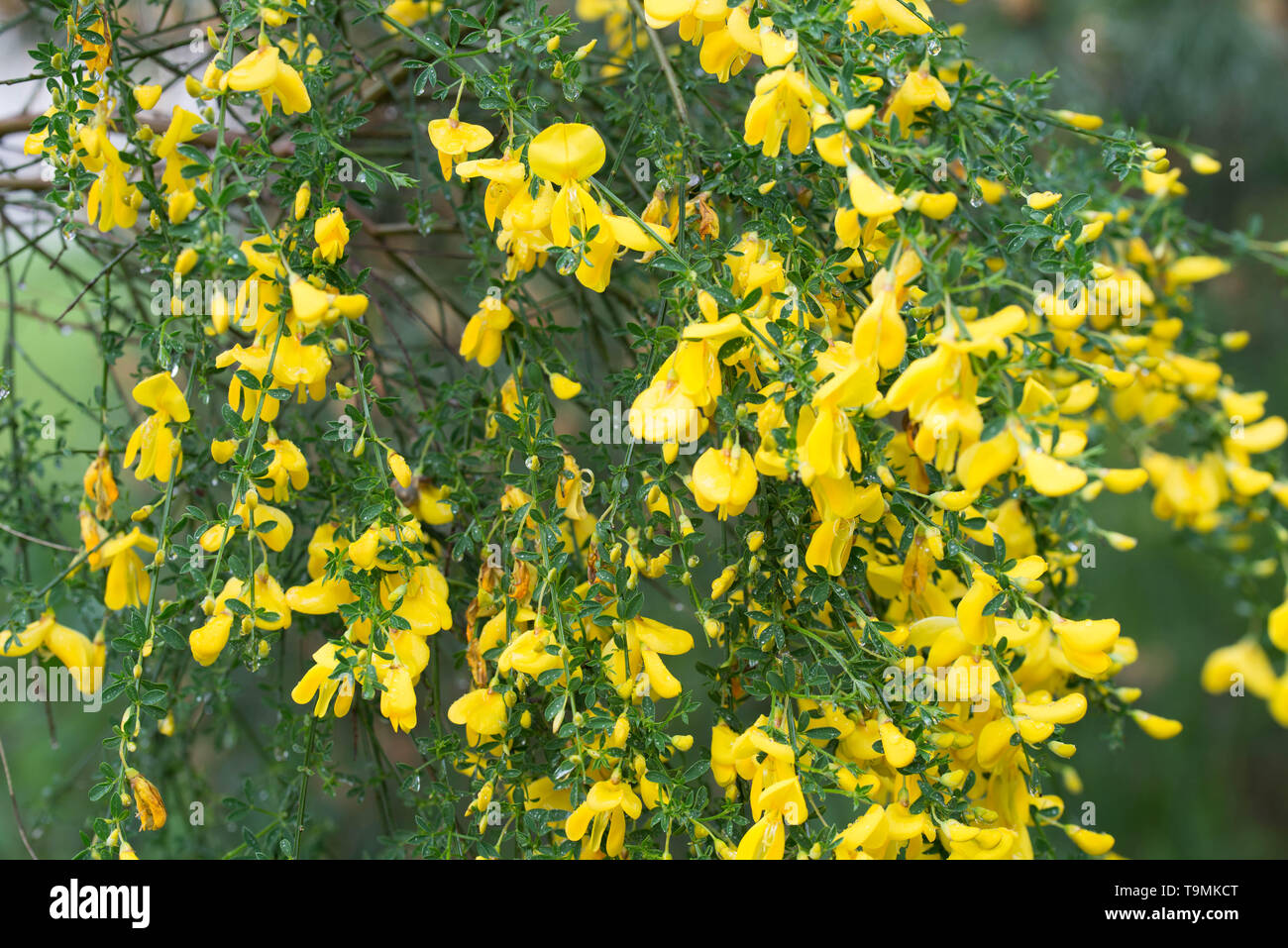 cytisus, brooms yellow flowers on twig macro Stock Photo