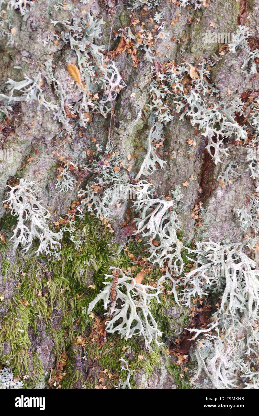Oak Moss Lichen (Evernia prunastri) Growing on an Old Silver Birch Trunk. Natural Background. Muir of Dinnet, Cairngorms, Scotland, UK. Stock Photo
