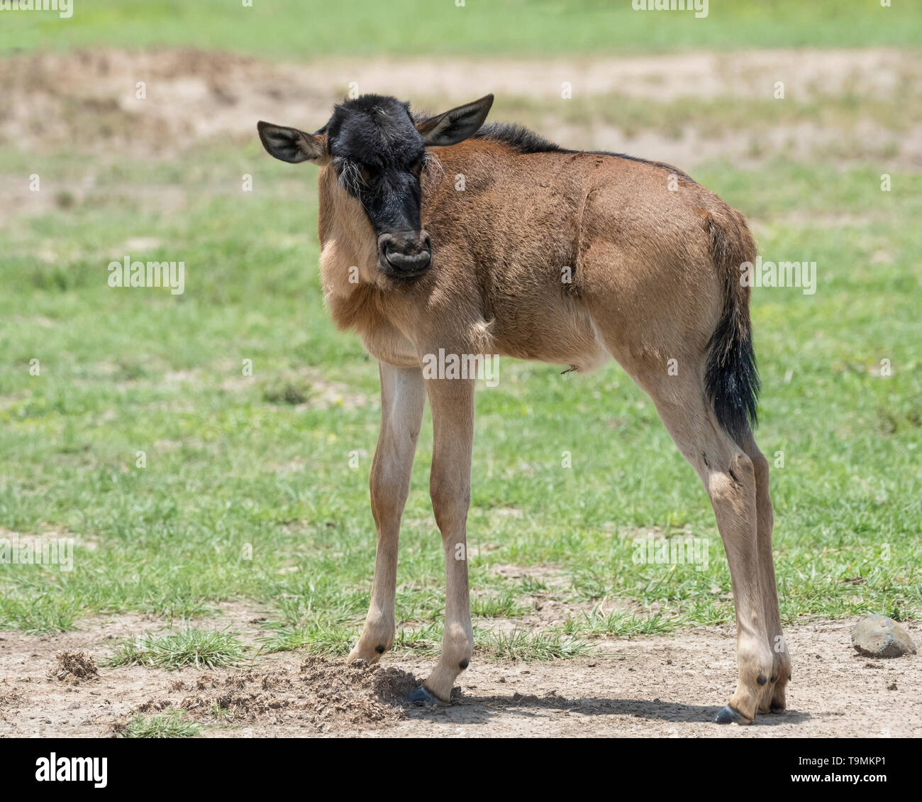 Newborn wildebeest (Connochaetes taurinus albajubatus) with wonderful long eyelashes, Ngorongoro Caldera, Tanzania Stock Photo