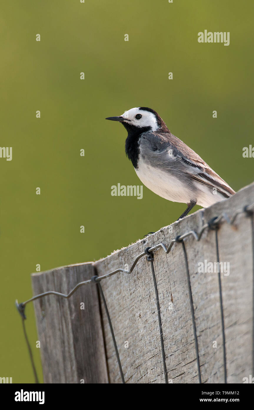 White wagtail (Motacilla alba), beautiful songbird sitting on a wooden fence in the early evening, Central Bohemia, Czech Republic Stock Photo