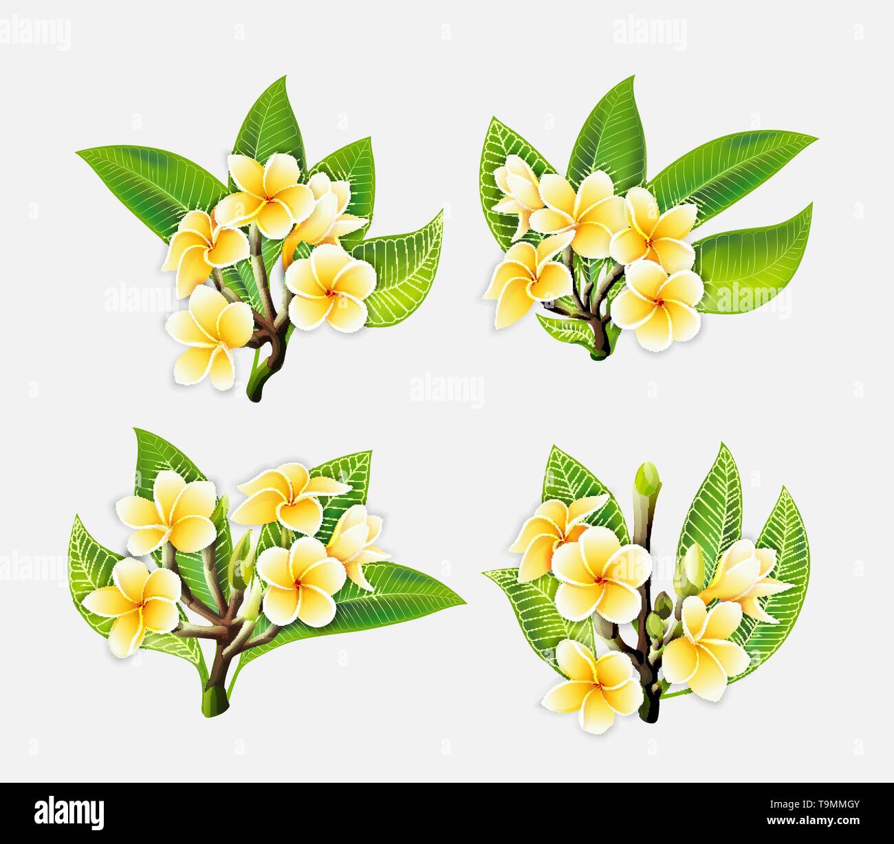 White and yellow Plumeria Flowers in realistic style on white background Stock Vector