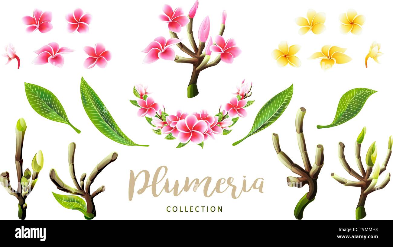 Tropical vector pink plumeria flowers, branches and leaves set for floral card Stock Vector