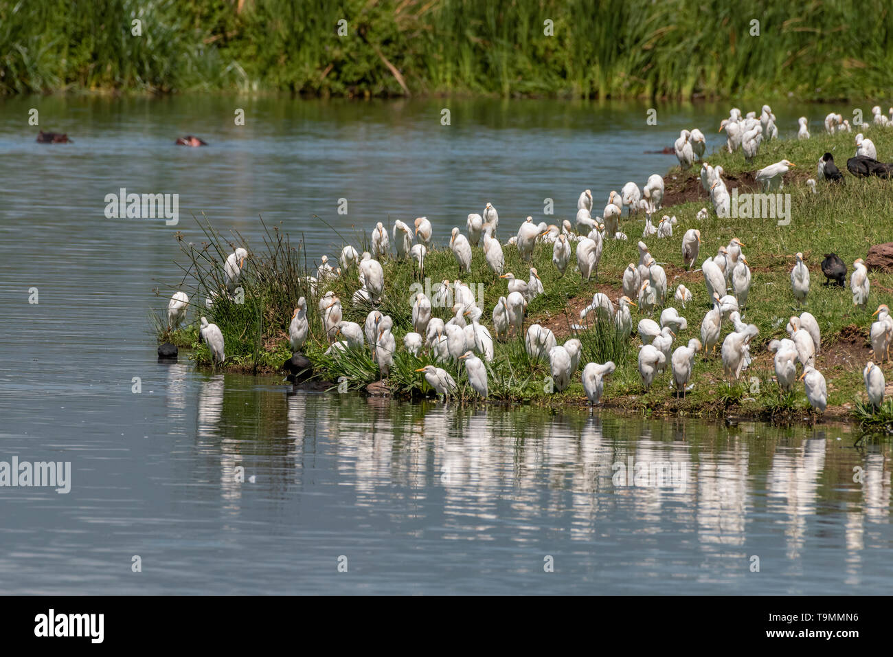 Cattle egrets (Bubulcus ibis) and a few black coots (Fulica atra, tentative ID) at the hippo pool, Ngorongoro Crater Stock Photo