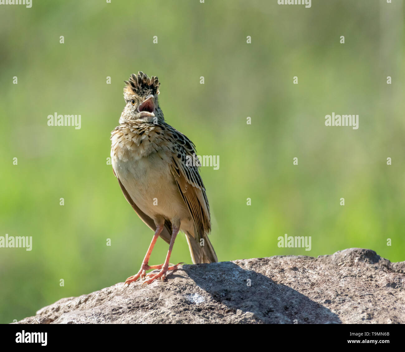 Lesser short toed lark (Alaudala rufescens, tentative ID) on a mound of ...