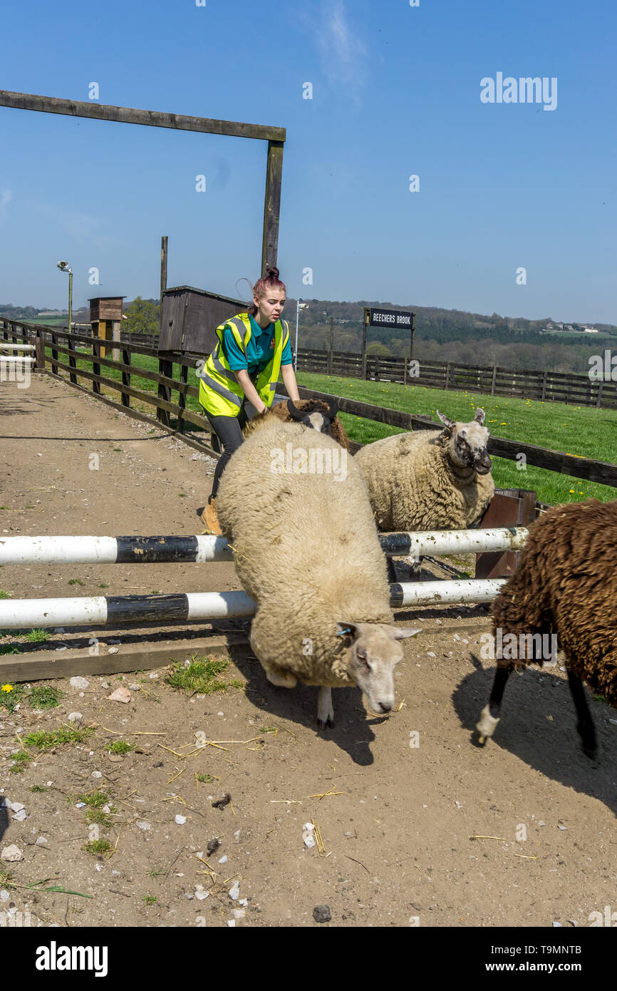 Sheep racing at Cannon Hall Farm, Bark House Lane, Cawthorne, Barnsley, South Yorkshire, England, UK Stock Photo