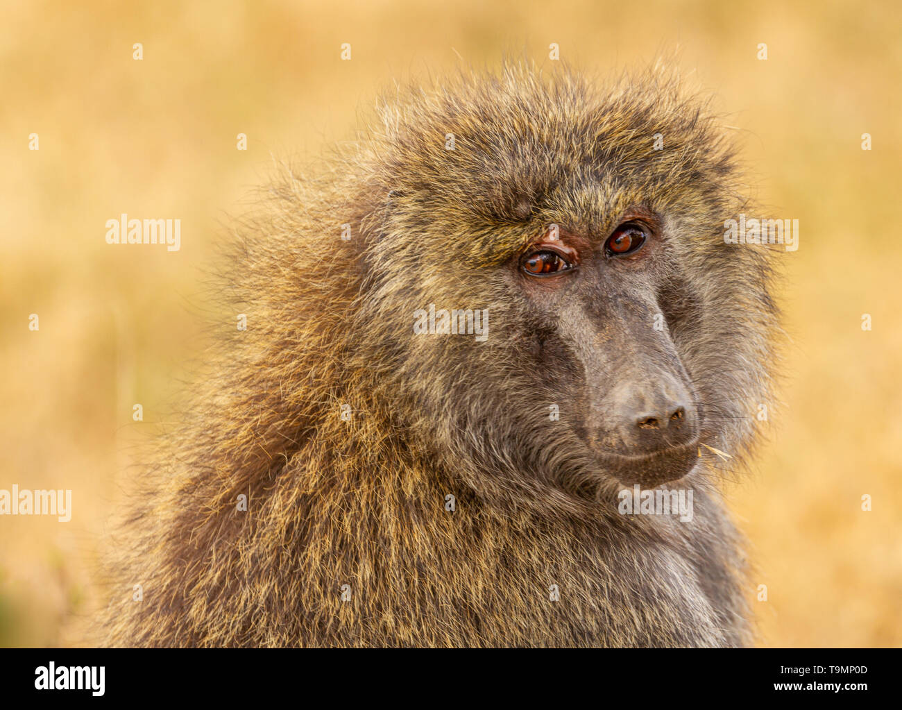 Olive baboon, anubis baboon, Papio anubis, close-up face. Ol Pejeta Conservancy, Kenya, East Africa. Head, snout and fur texture Stock Photo