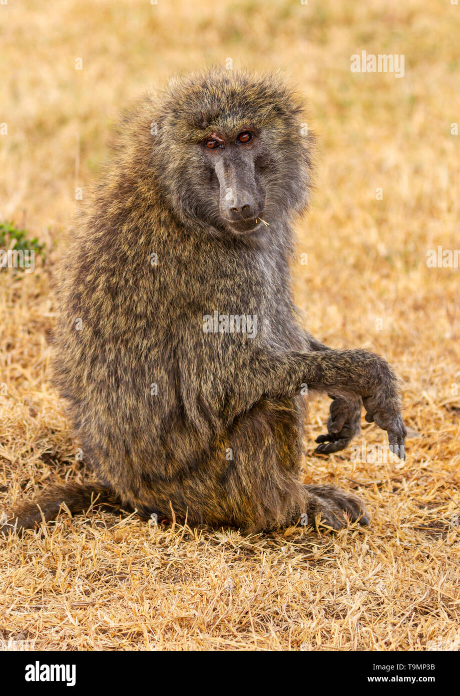 Olive baboon, anubis baboon, Papio anubis, close-up side view face body hands, Ol Pejeta Conservancy, Kenya, East Africa. Texture of hair Stock Photo