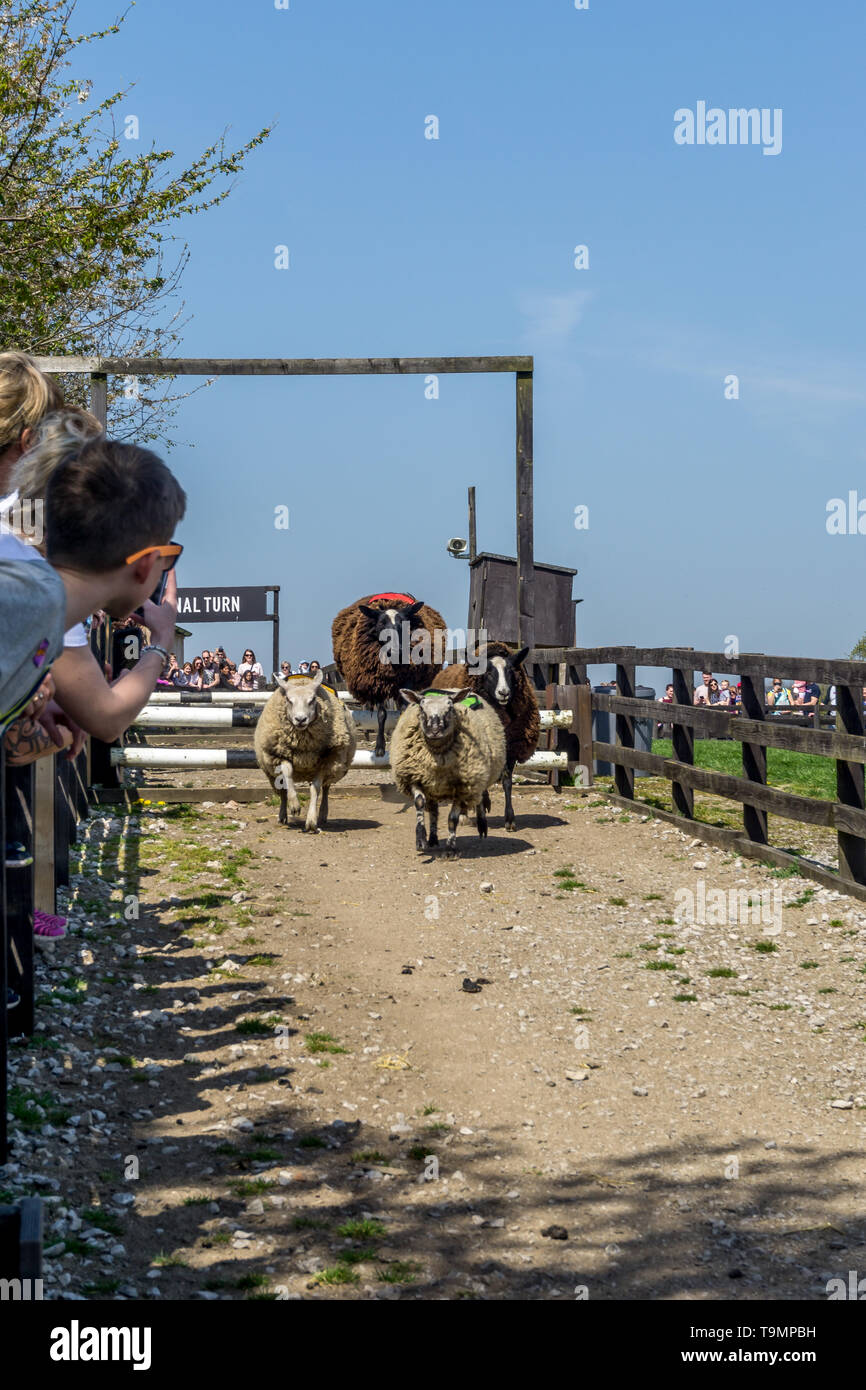 Sheep racing at Cannon Hall Farm, Bark House Lane, Cawthorne, Barnsley ...