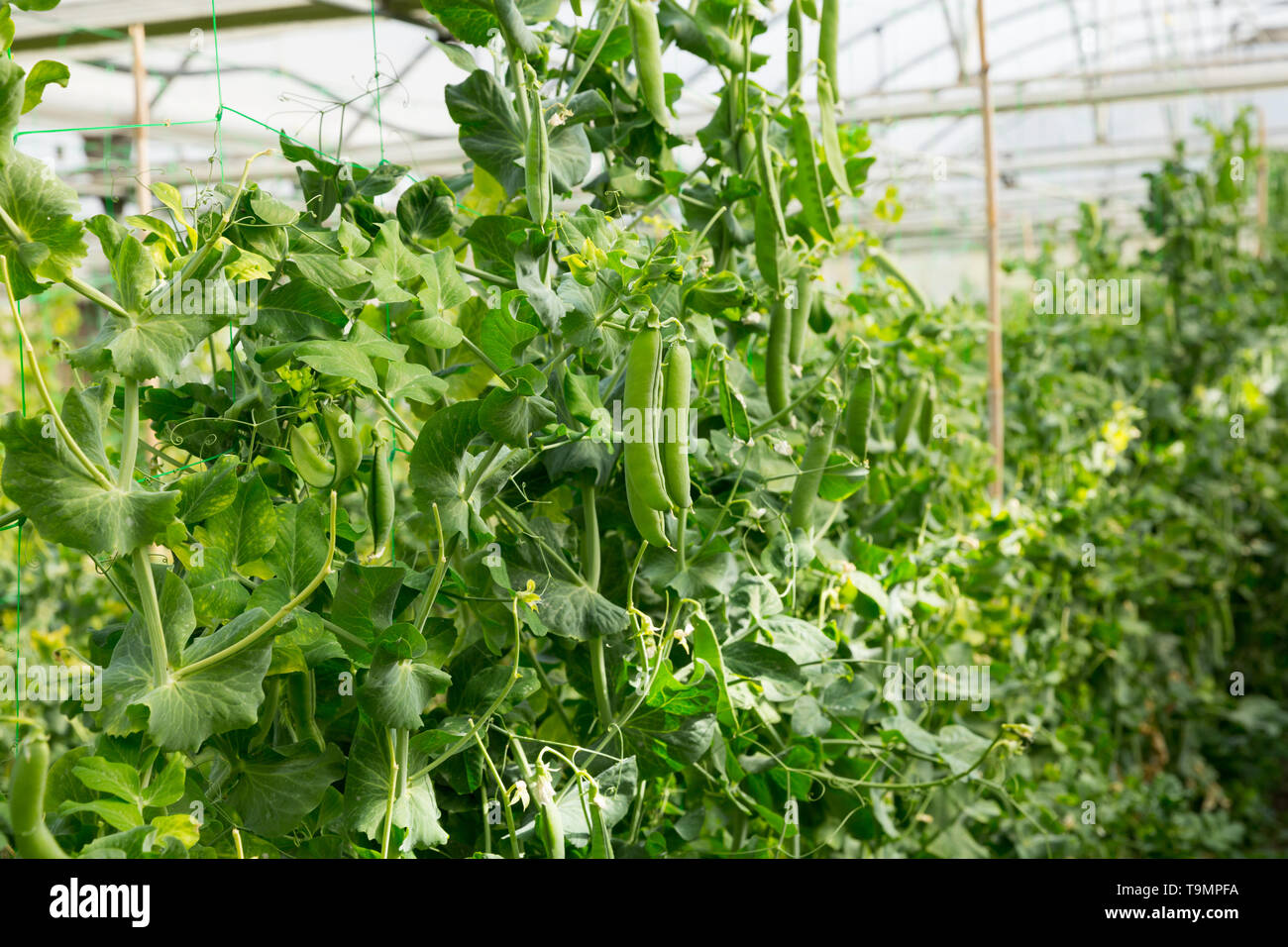 Plantation of growing green peas in modern glasshouse Stock Photo Alamy
