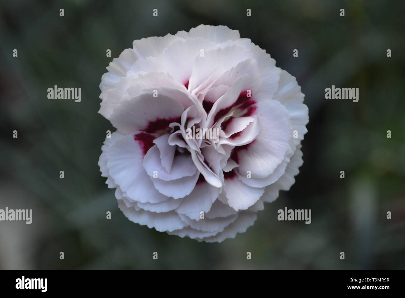 Carnation {clove pink} {Dianthus} Stock Photo