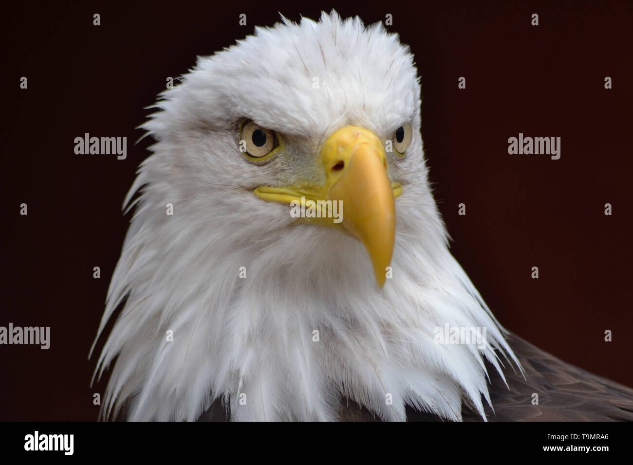 Bald eagle {haliaeetus leucocephalus} Stock Photo