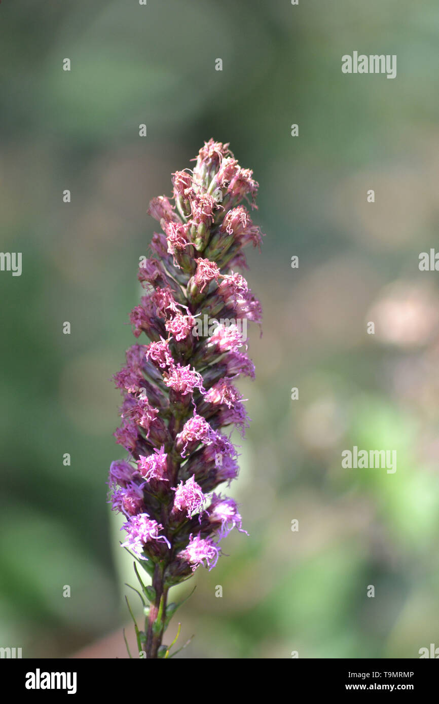 Dense blazing star {Liatris spicata} Stock Photo