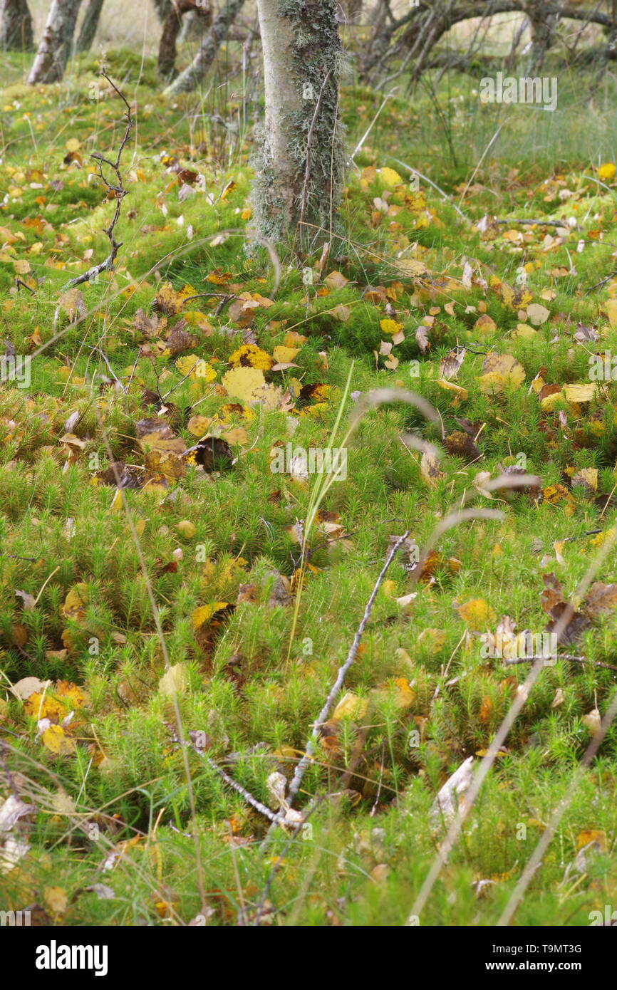 Common Haircap Moss (Polytrichum commune) Hummocky Big Moss with Golden Autumn Silver Birch Leaves. Muir of Dinnet, Cairngorms, Scotland, UK. Stock Photo