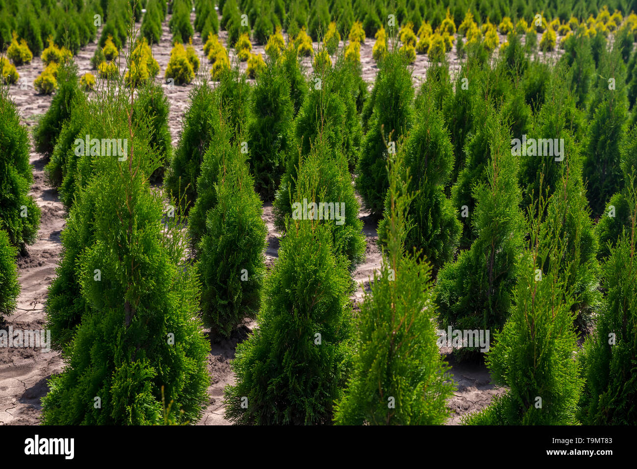 Plant nursery. Outdoor garden store center with young seedlings. Stock Photo