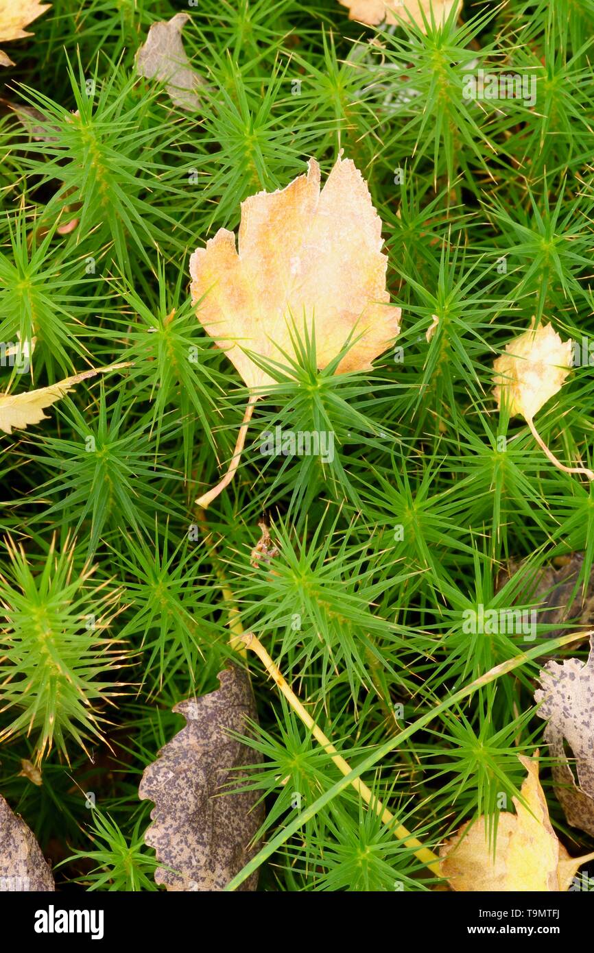 Common Haircap Moss (Polytrichum commune) Hummocky Big Moss with Golden Autumn Silver Birch Leaves. Muir of Dinnet, Cairngorms, Scotland, UK. Stock Photo