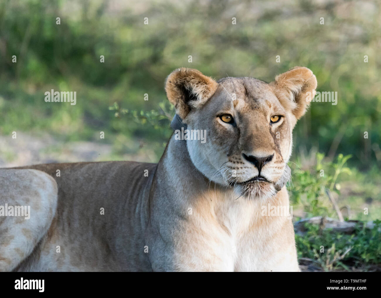 Beautiful young lioness wearing tracking collar, Lake Ndutu, Tanzania Stock Photo