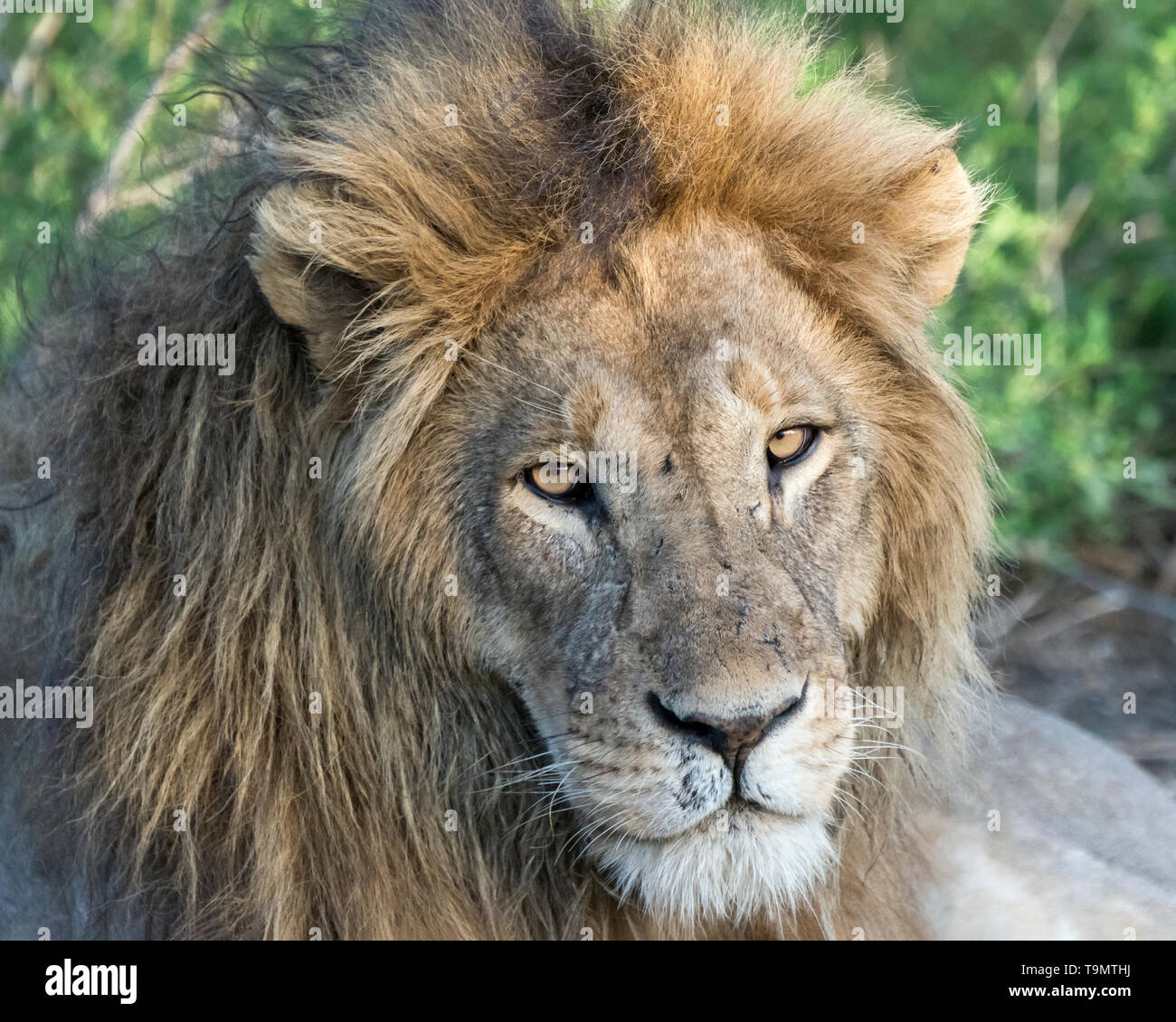Golden-eyed stare, dominant male lion, Lake Ndutu, Tanzania Stock Photo