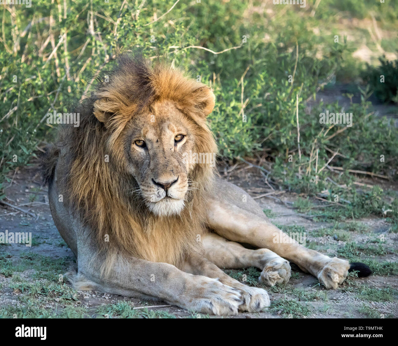Portrait of a dominant male lion in his prime, Lake Ndutu, Tanzania Stock Photo