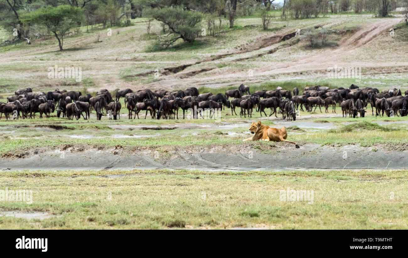 Truce, lioness resting near grazing wildebeest during the Great Migration, Lake Ndutu, Tanzaniagnus Stock Photo