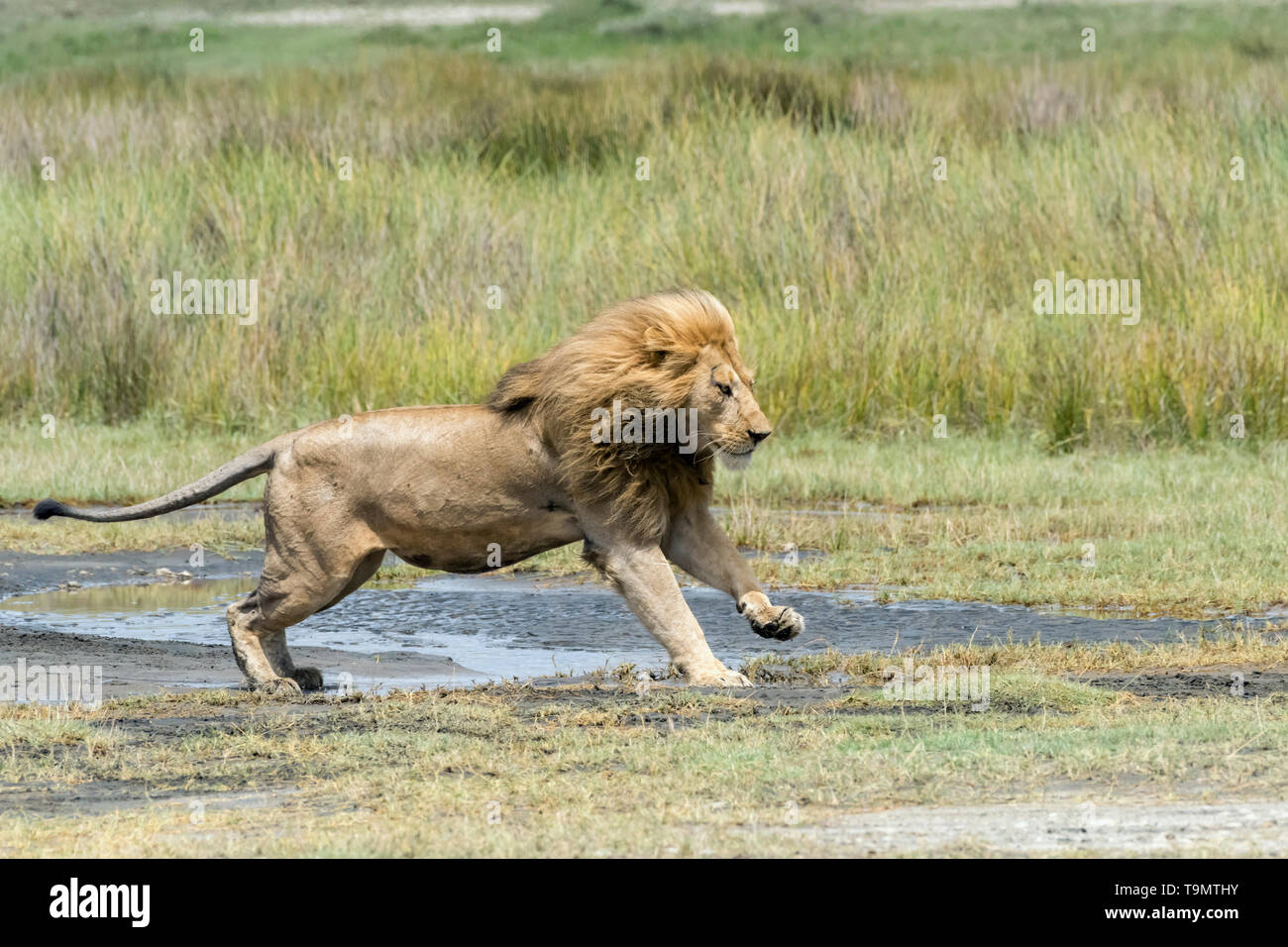 Well-fed lion on the move by the lush grasses, Lake Ndutu, Tanzania Stock Photo