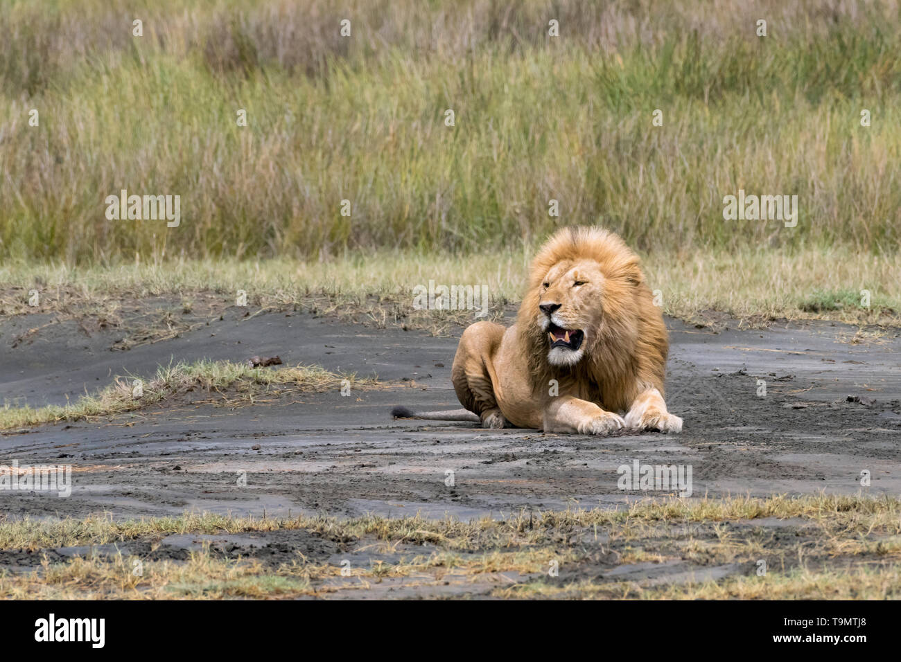 Time of plenty, well fed lion taking a rest during the Great Migration, Lake Ndutu, Tanzania Stock Photo