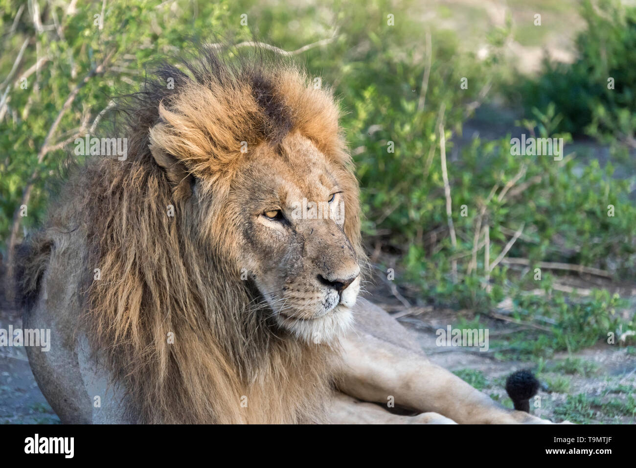Portrait of a lion in his prime, Lake Ndutu, Tanzania Stock Photo