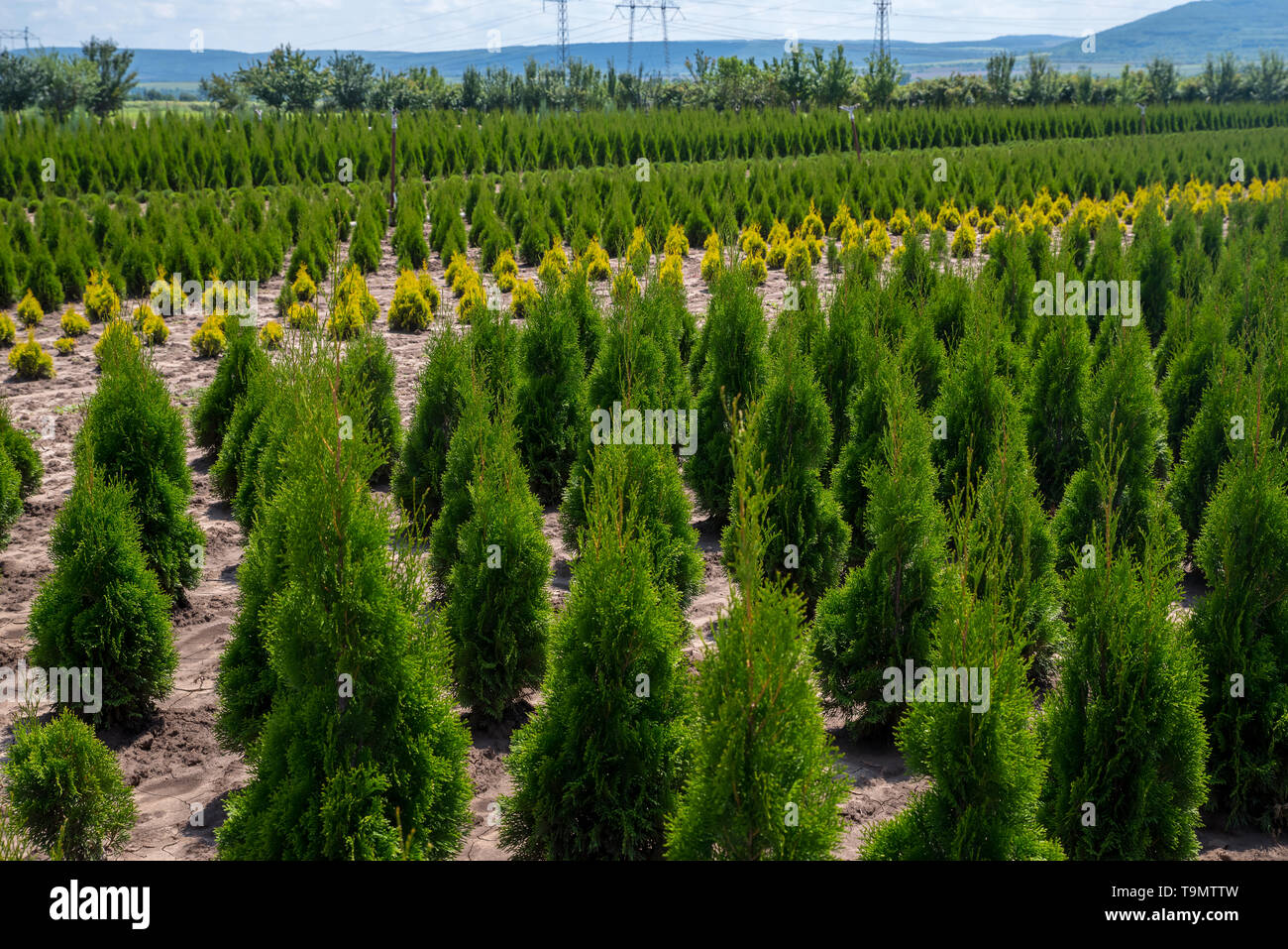 Arborvitae. Goldstrike Cedar. Nursery for many green Thuja in nature. Stock Photo