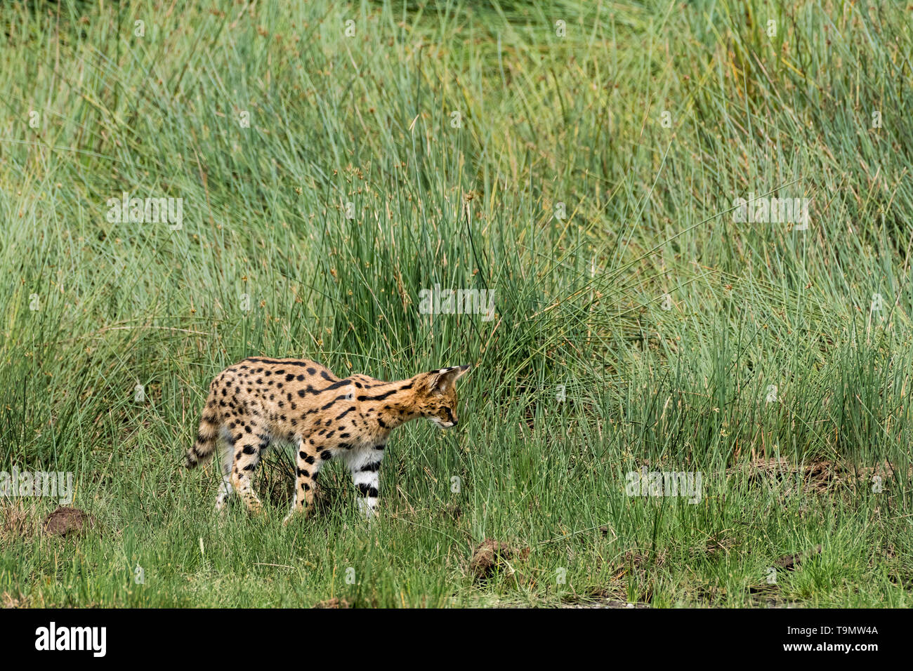 Serval cat (Leptailurus serval) hunting for prey on the long grass