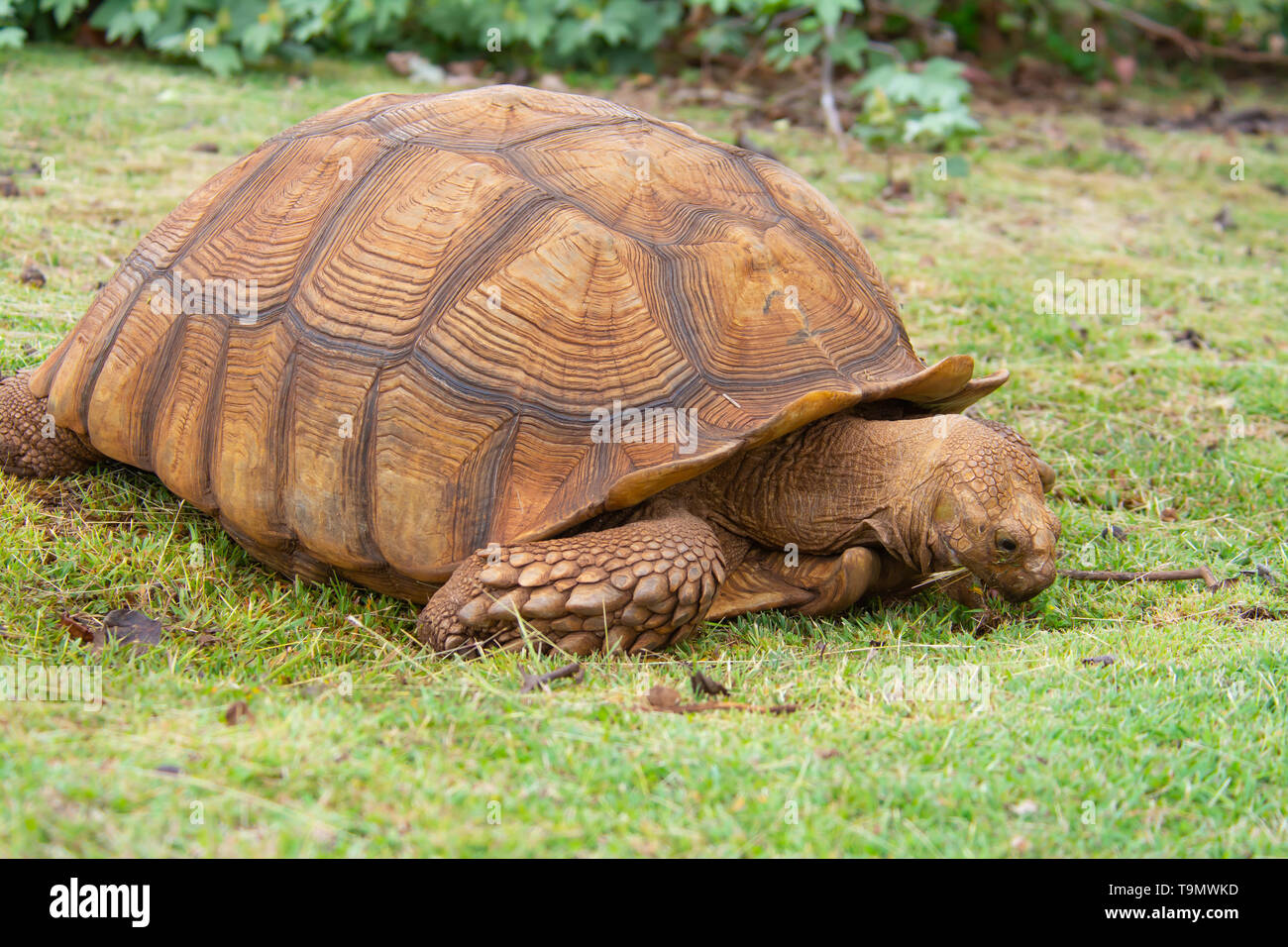 An African spurred tortoise, Centrochelys sulcata, feeding on grass, found in a tortoise refuge on the Hawaiian island of Kauai. Stock Photo