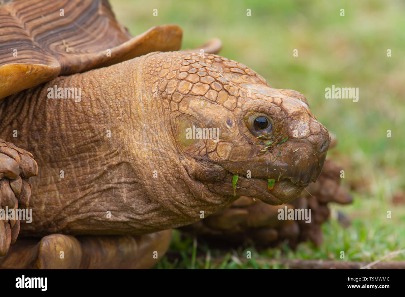 Closeup of the head of an African spurred tortoise, Centrochelys sulcata, living in a tortoise refuge on the Hawaiian Island of Kauai. Stock Photo