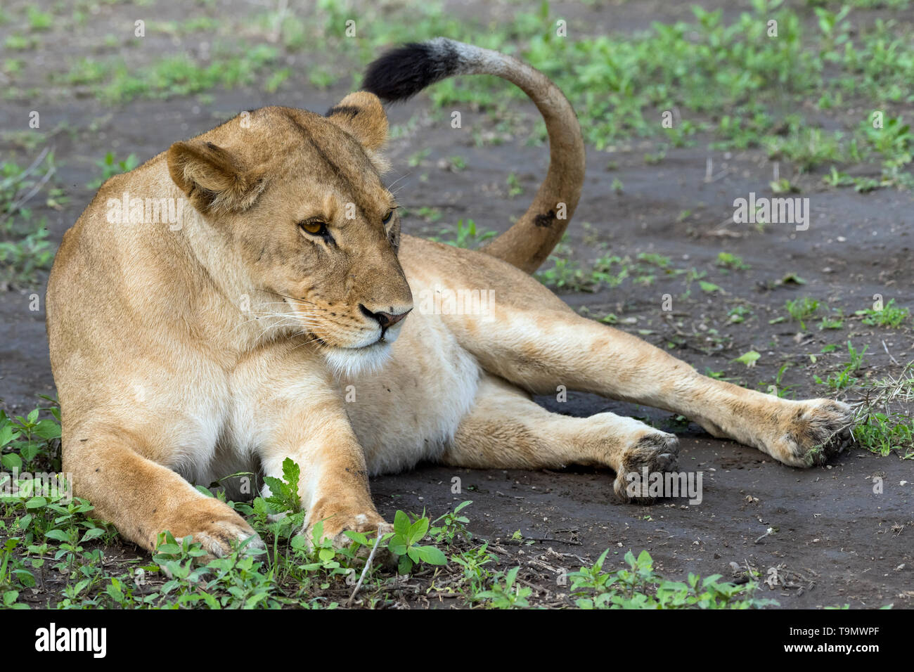 Resting lioness waving away flies with tail, Lake Ndutu, Tanzania Stock Photo