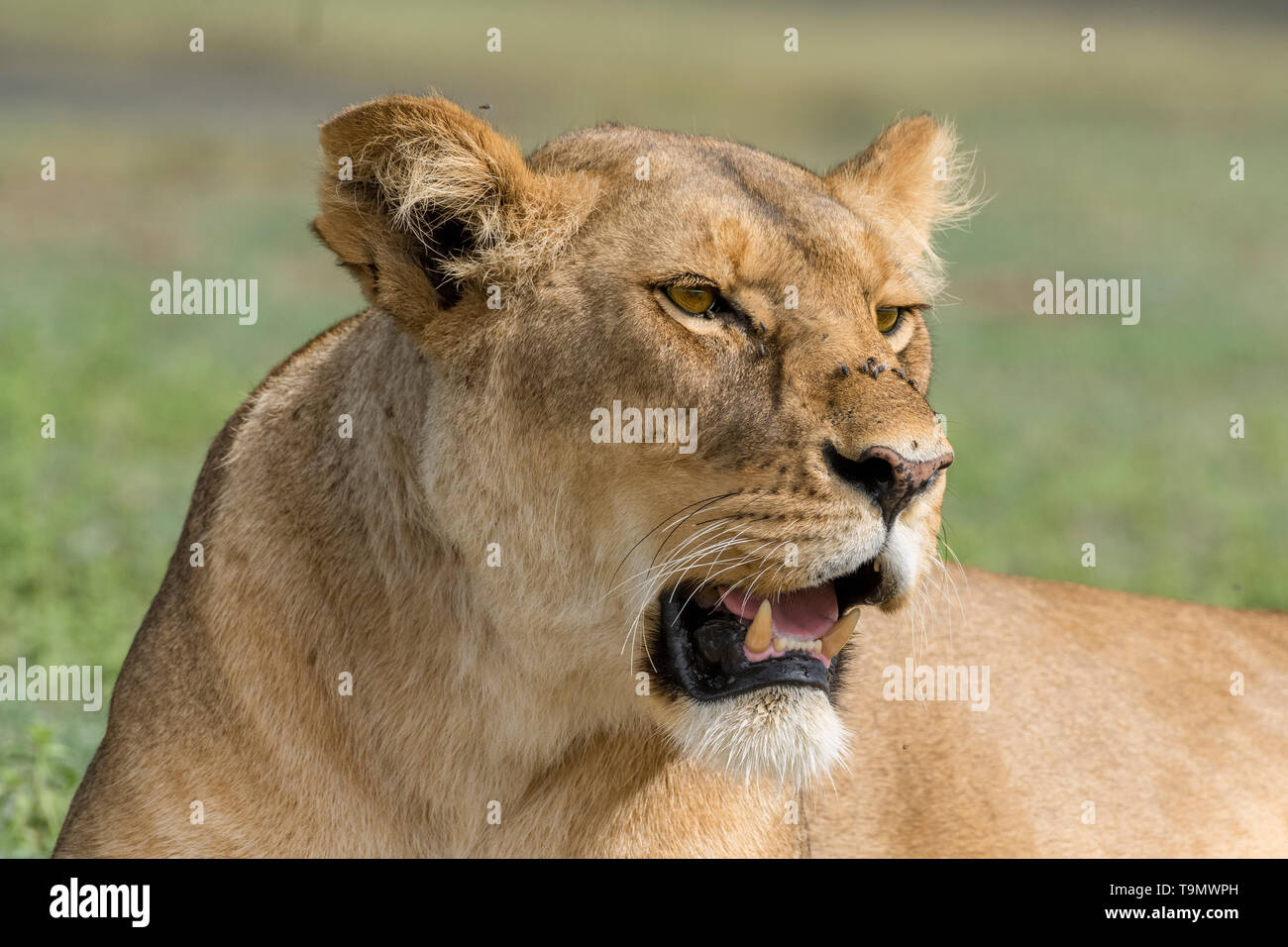 Lioness trying to ignore the flies, close-up, Lake Ndutu, Tanzania Stock Photo