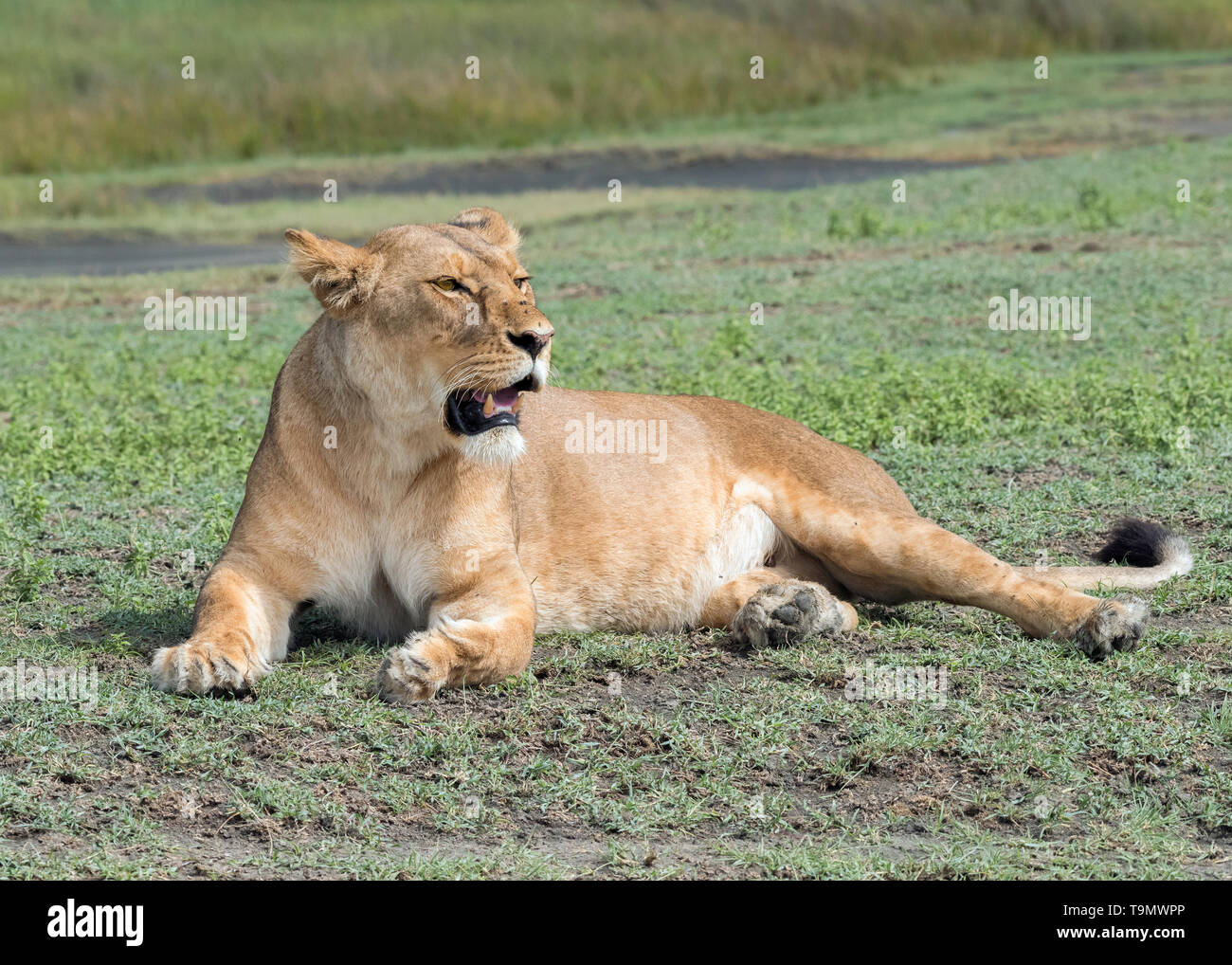 Lioness resting during a post-prandial break, Lake Ndutu, Tanzania Stock Photo