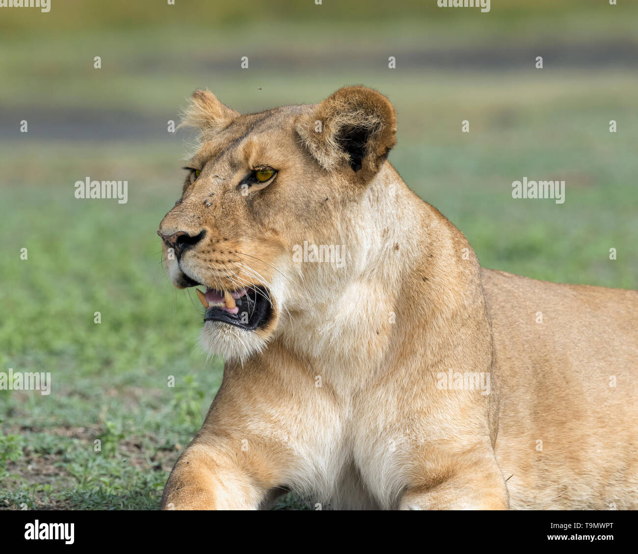 Lioness with flies on face and open mouth, Lake Ndutu, Tanzania Stock Photo