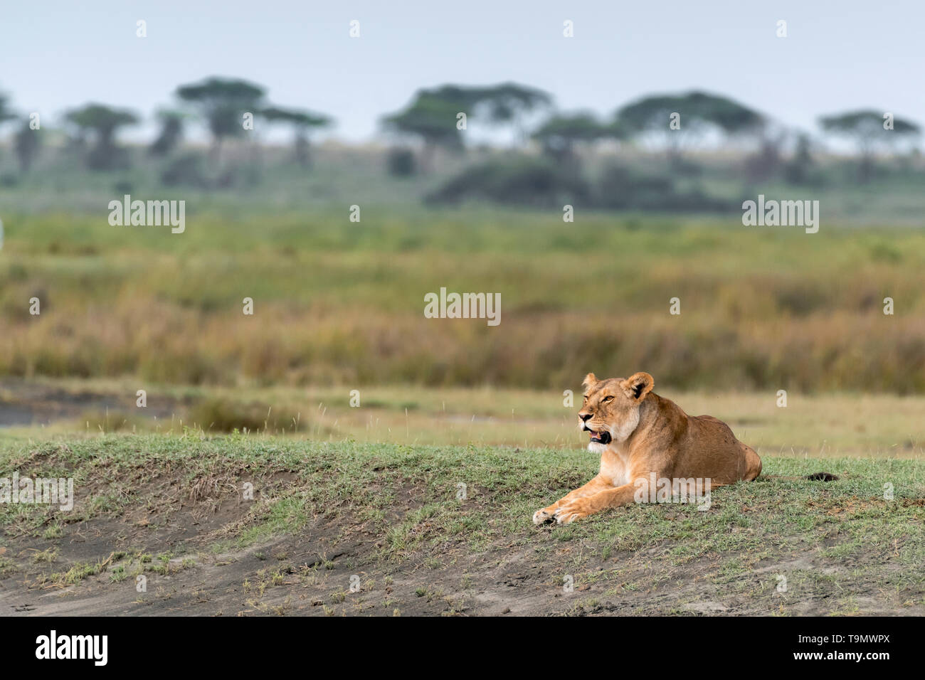 Well fed lioness watching the migrating herds, Lake Ndutu, Tanzania Stock Photo