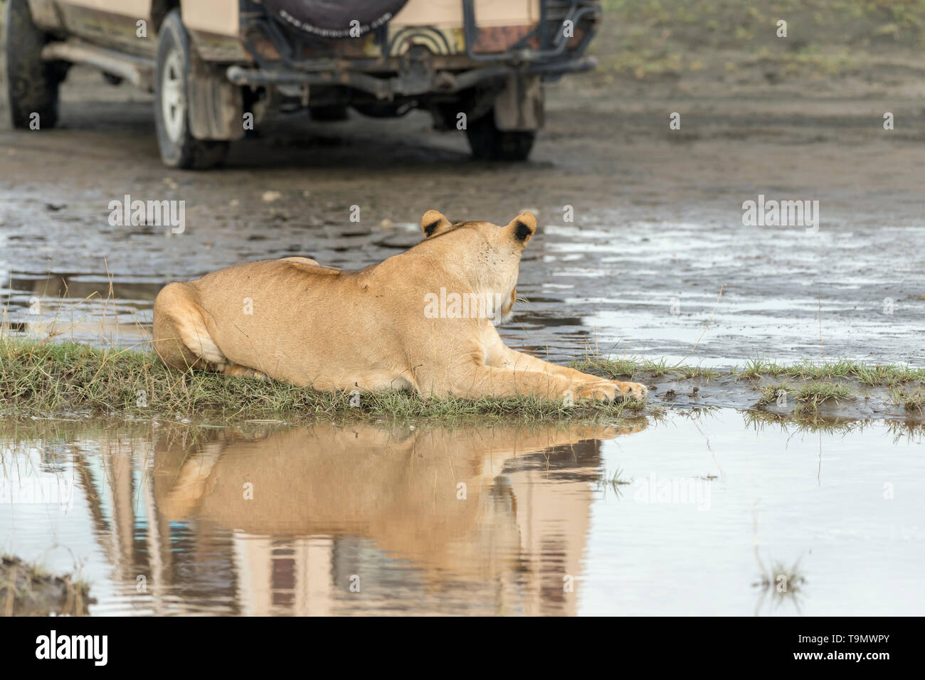 Lioness vs jeep with reflections, Lake Ndutu, Tanzania Stock Photo