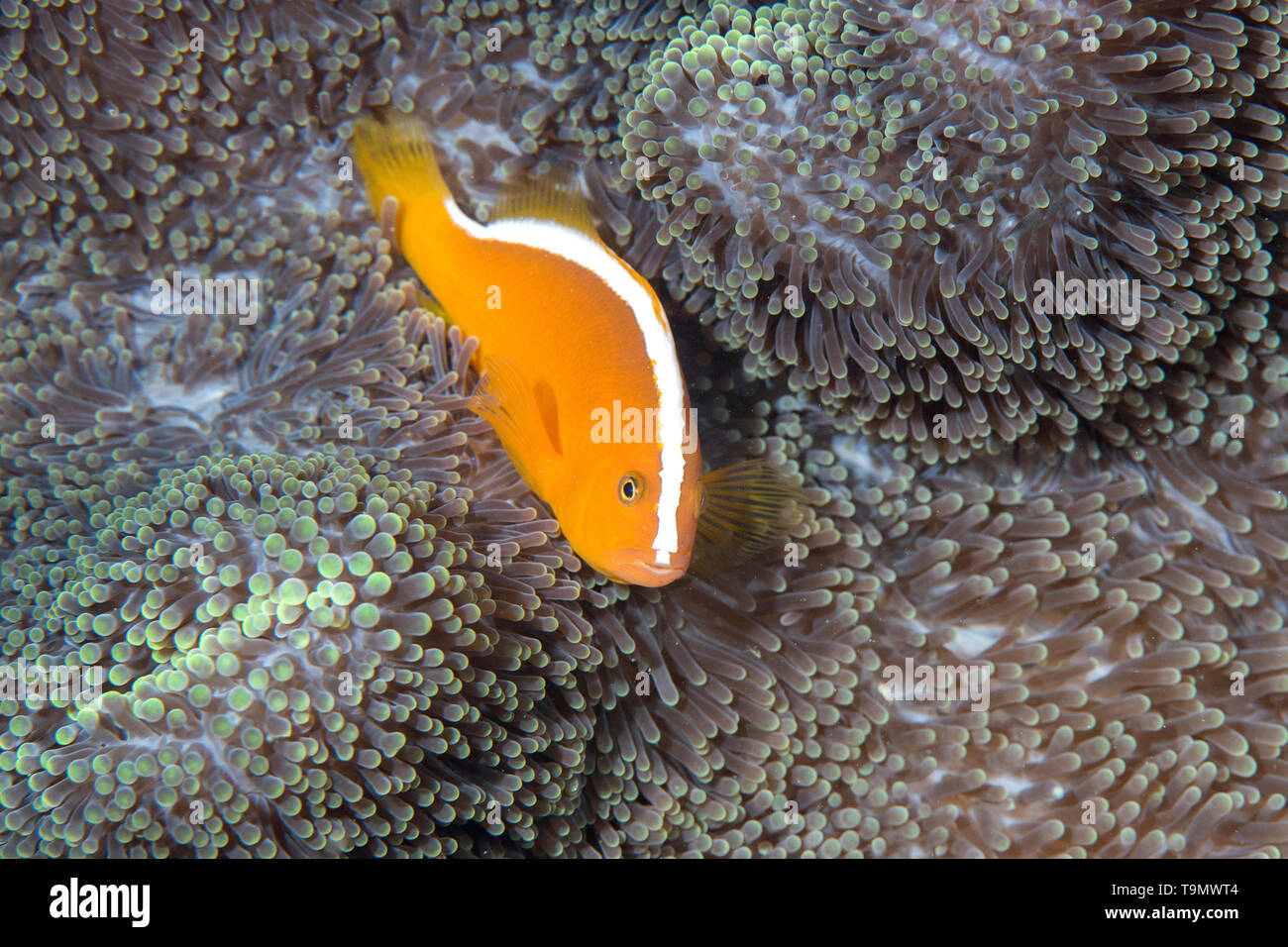 Skunk Clownfish or Nosestripe Anemonefish (Amphiprion akallopisos) Stock Photo