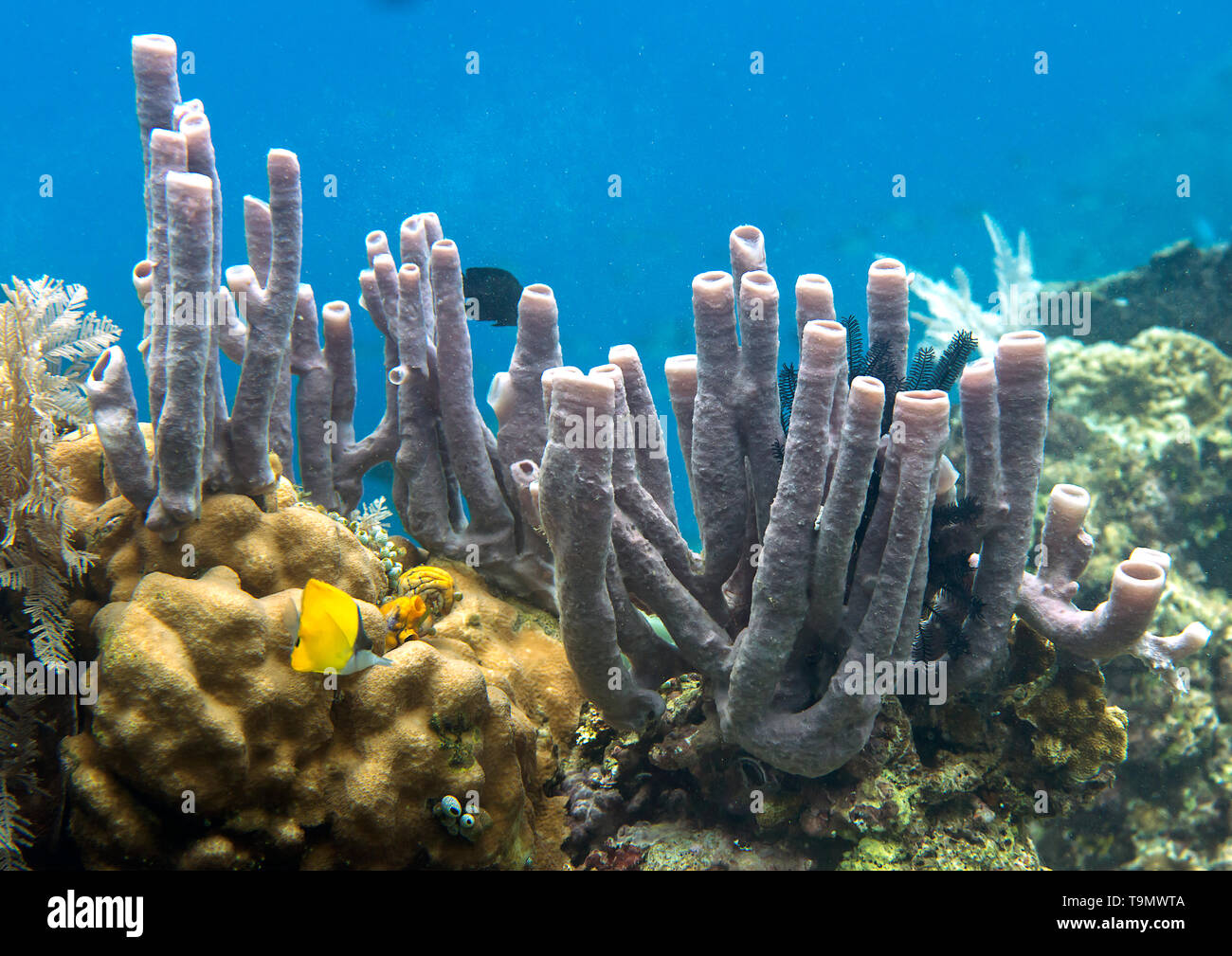 Coral garden with fishes around, Raja Ampat, West Papua, Indonesia Stock Photo