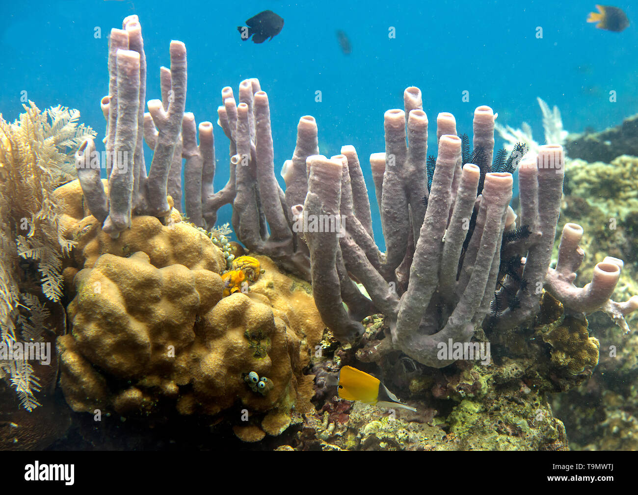 Coral garden with fishes around, Raja Ampat, West Papua, Indonesia Stock Photo
