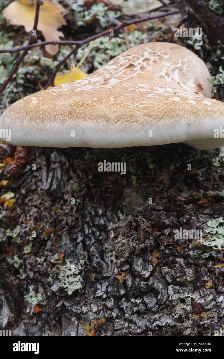 Birch Polypore Fungus or Razor Strop (Fomitopsis betulina) on a Birch Trunk. Muir of Dinnet NNR, Cairngorms, Scotland, UK. Stock Photo
