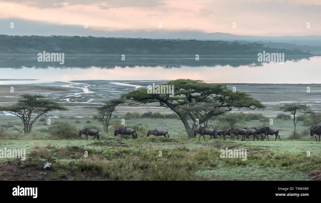 Wildebeest migrating past acacia trees and Lake Ndutu during the Great Migration north, Serengeti, Tanzania Stock Photo
