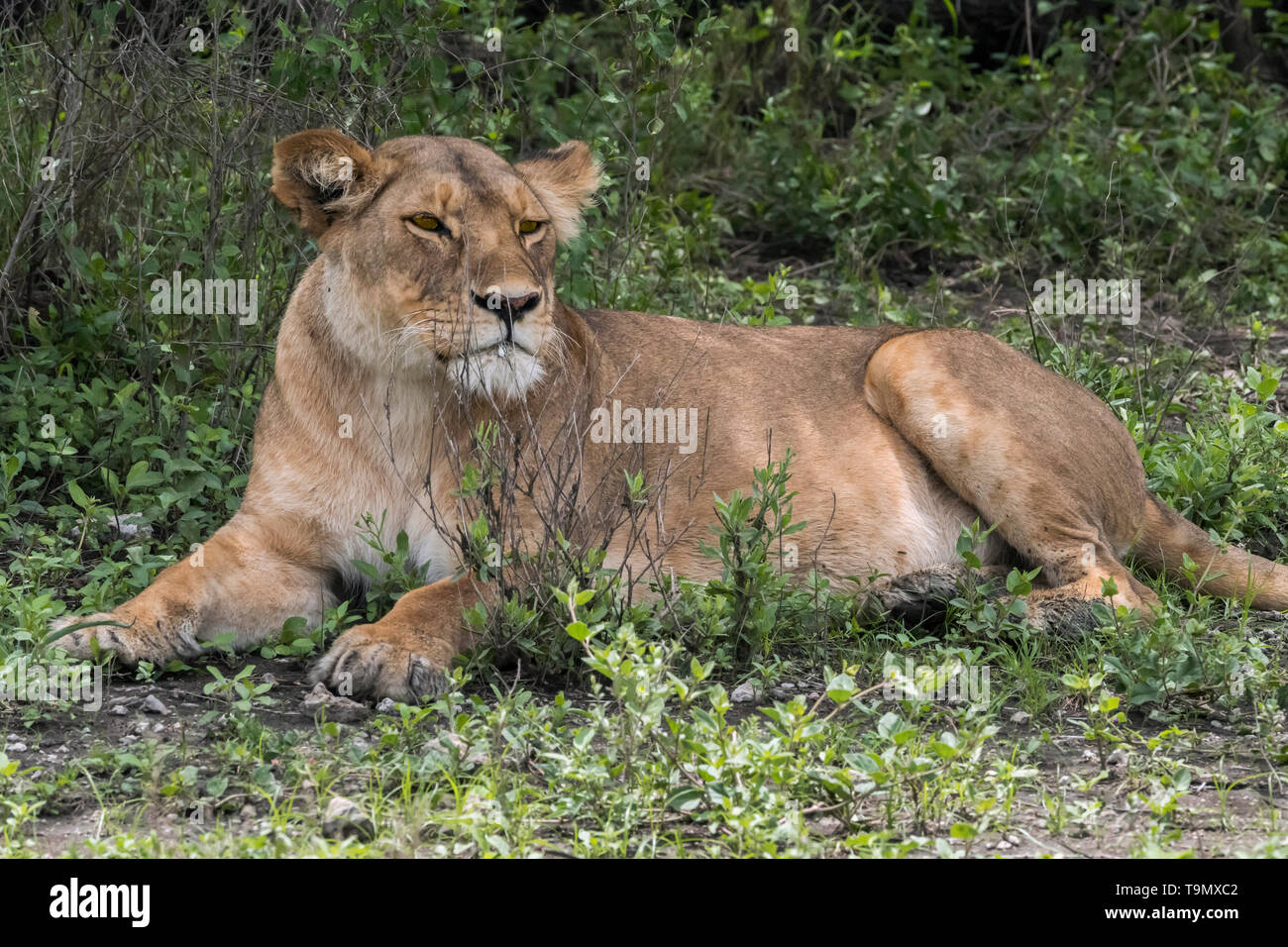 Young lioness 'hiding' behind a small bush, Lake Ndutu, Serengti, Tanzania Stock Photo