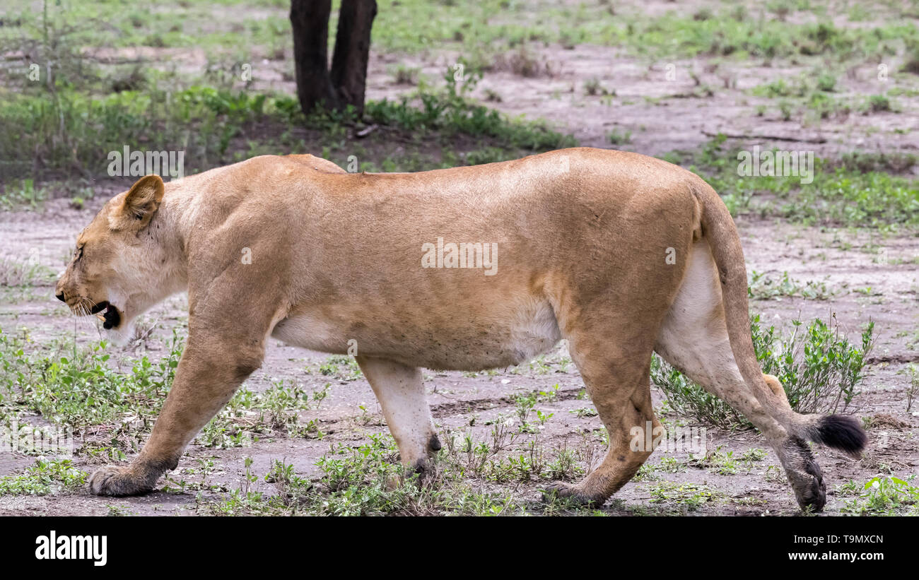 Well fed lioness walking close by, Lake Ndutu, Serengeti, Tanzania Stock Photo